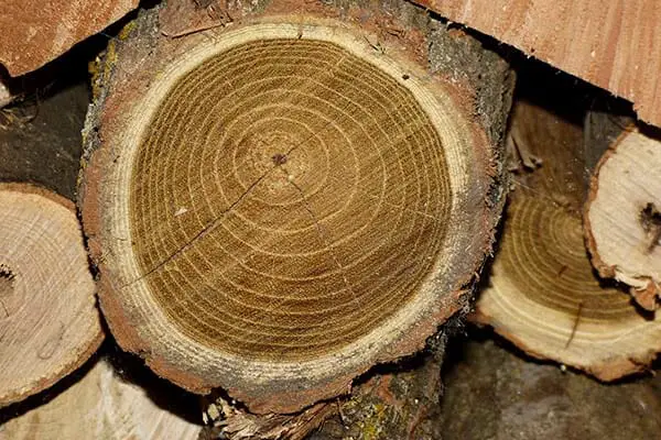 Acacia Wood