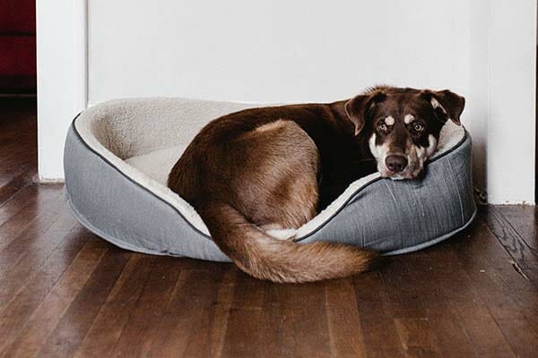 Dog Urine Soaked Into Hardwood Floors: What To Do Now - WFC Wood Floor ...
