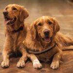 Do Dog Nails Scratch Hardwood Floors