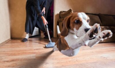 Maintaining Hardwood Floors When You Have Pets