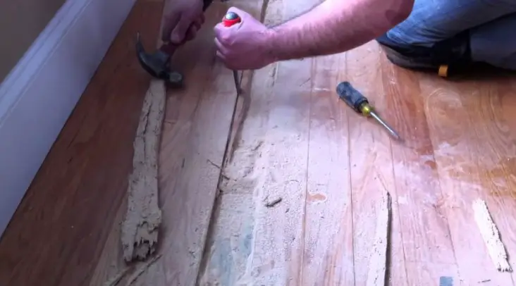 Prevent Powder Post Beetles Hardwood Floors