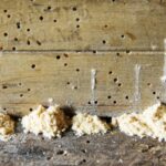 What Do Powder Post Beetles Look Like