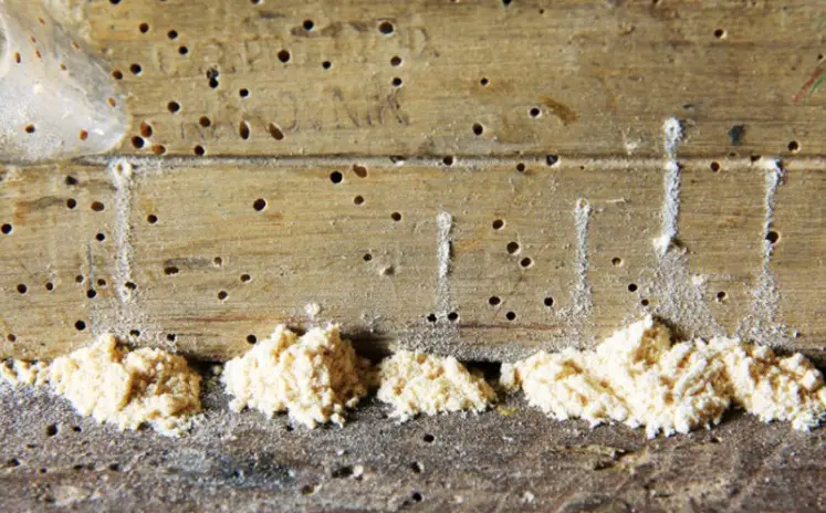 What Do Powder Post Beetles Look Like