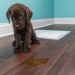 Why Do Pet Stains Penetrate Wood Floors