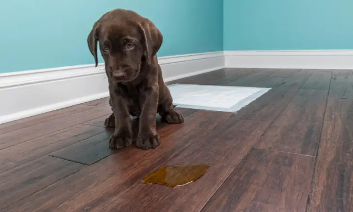 Why Do Pet Stains Penetrate Wood Floors