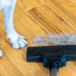 Vacuuming dog hair on the floor