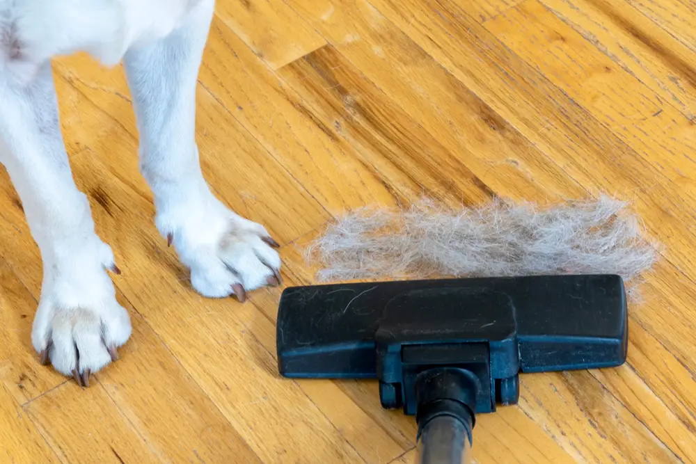 best way to pick up dog hair on wood floors
