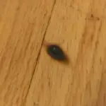 Can You Burn Laminate Flooring