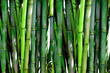 What Is Bamboo